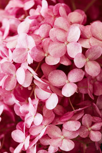Obraz Hydrangea